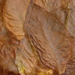 Асен Кичуков: Тютюнопроизводството у нас отмира