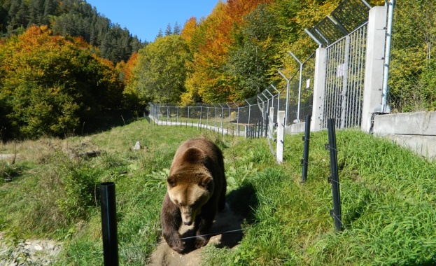 Първият „Мечи крос“ ще се проведе тази събота между Белица и Парка за танцуващи мечки