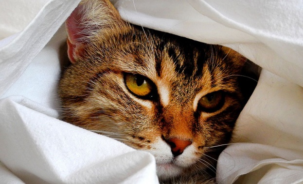 Котарак оцеля, след като беше изпран на 60 градуса в пералня