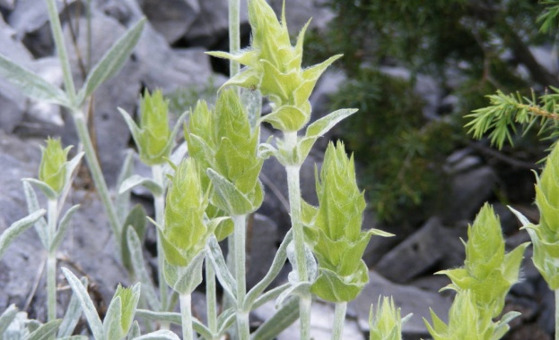 Родопското чудо сменено от суперментета