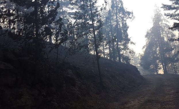 Пожар обхвана борова гора на о. Закинтос