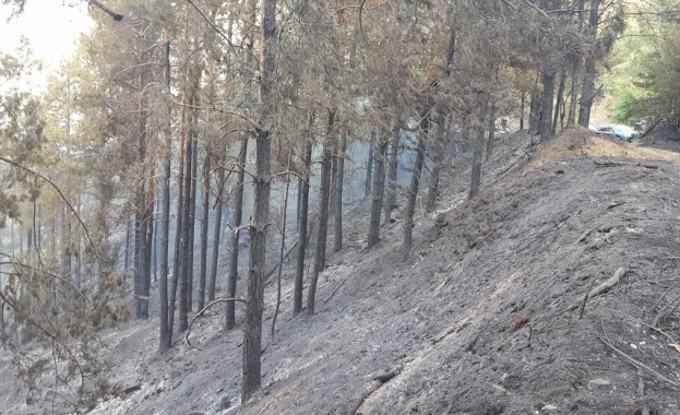 Изгоряха стотици декари гори в различни части на страната