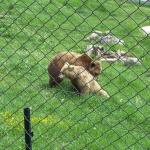 Входът в Парка за танцуващи мечки става платен