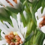 Рождениците днес 