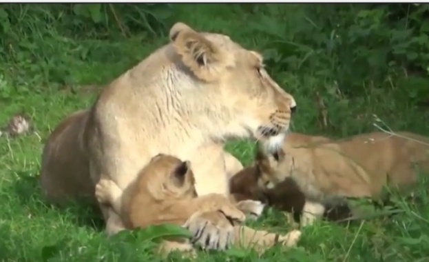 Във Великобритания се родиха лъвчета тризнаци (видео)