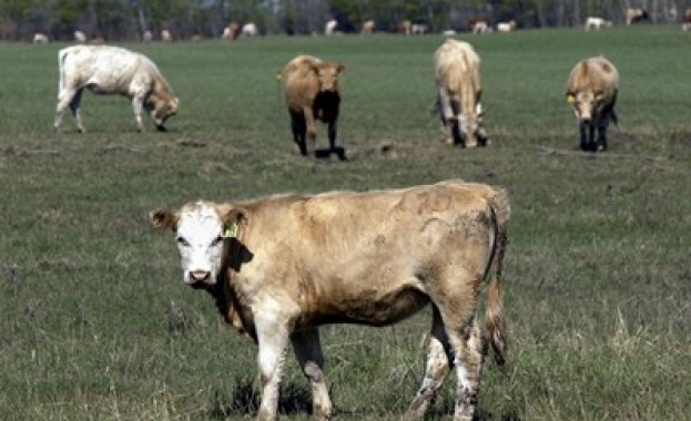 Диетолози: Яжте месо от тревопасни животни