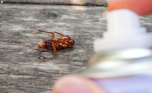 Как да се отървете от хлебарките в апартамента