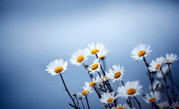 Рождениците днес 