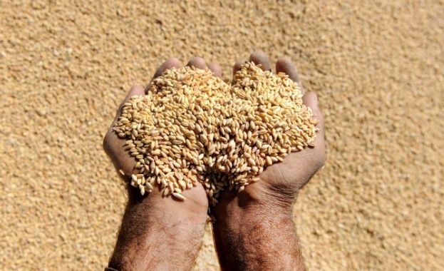 Русия може да стане най-големият в света износител на пшеница и да измести ЕС и САЩ