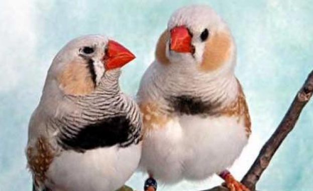 Самотните птици стареят по-бързо и умират в по-млада възраст 