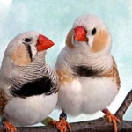 Самотните птици стареят по-бързо и умират в по-млада възраст 