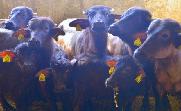 Единичен случай на антракс в село Голям Дервент