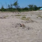 Туристи питат защо няма спасители на плаж Корал