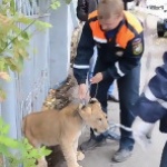 Спасиха беззащитно изгубено лъвче в Русия