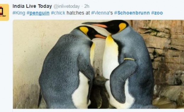 Виенският зоопарк представи новородено кралско пингвинче