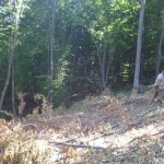 Корояди опустошават горите в Централна Европа заради промените в климата 