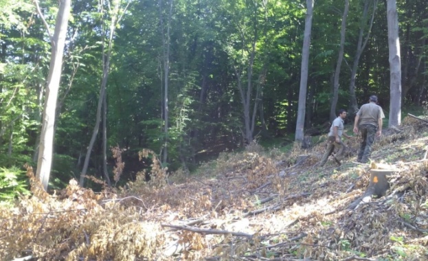 Двама задържани за изхвърлени отпадъци и скална маса в гора край Стрелча