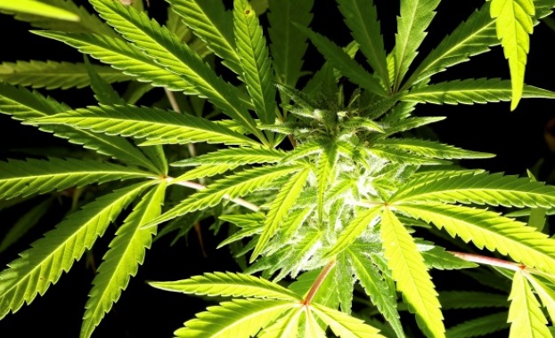 Полицаи откриха близо тон сушащ се канабис в Петричко