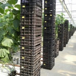 Цените на краставиците едва ли ще паднат до Великден