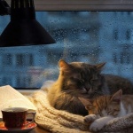 Предстоящи събития в страната 