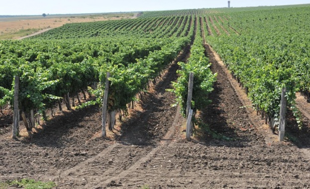 Вила Ямбол с най-добрата реколта червено грозде 