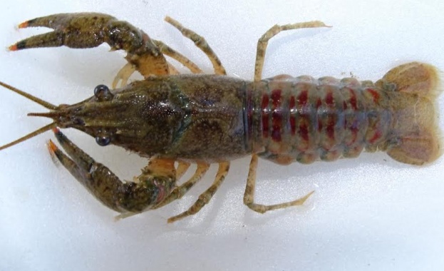 Учени откриха американски „гостенин” у нас - шипобузест рак