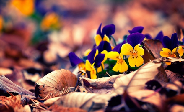 Предстоящи събития в страната 