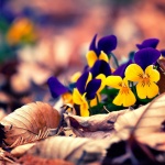 Предстоящи събития в страната 