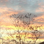 Предстоящи събития в страната 