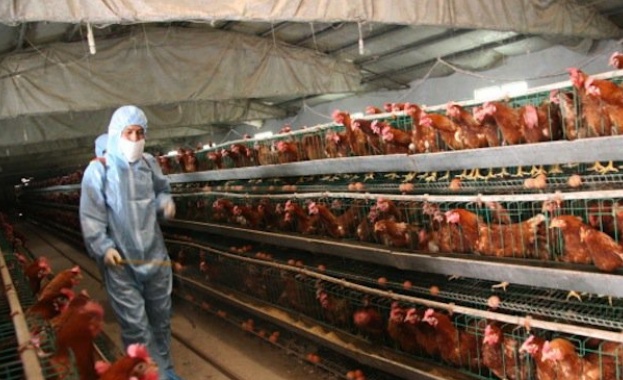 Ограничиха вноса на пилешко от Германия заради птичия грип