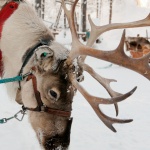 Изберете своята коледна дестинация