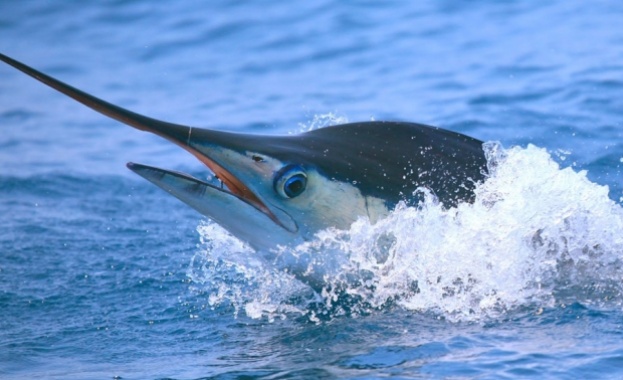 Квота за улов ще пази средиземноморската риба меч