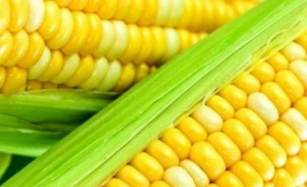 ГМО - основно в соеви и царевични продукти