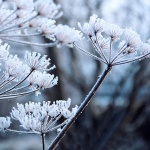 Честит рожден ден на...