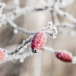 Предстоящи събития в страната 