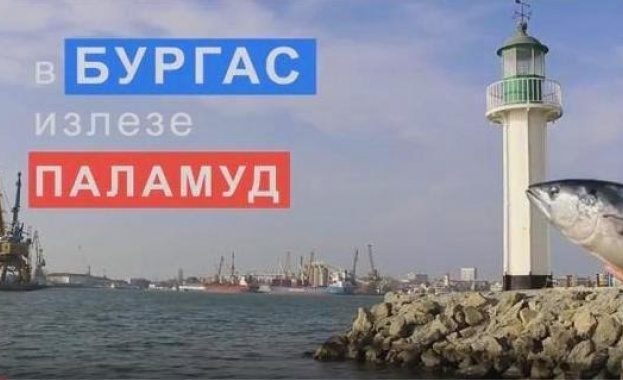 Нещо за настроение - Бургас през погледа на един паламуд