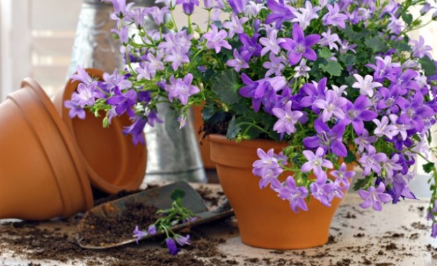 Зимна грижа за стайните цветя