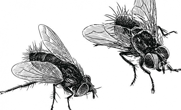 Откриха нов вид мухи убийци
