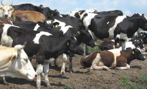 Нов проблем пред климата и човечеството - метанът от добитъка