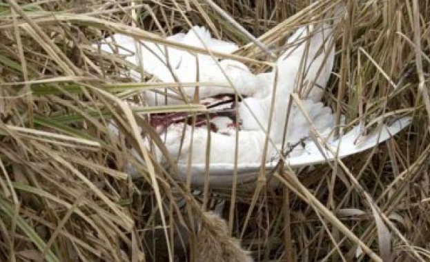 Смъртоносен щам на птичи грип открит в Гърция  