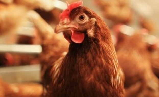 Умъртвиха 40 000 кокошки заради птичи грип в хасковското село Криво поле