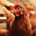 Глобиха фирма заради нехуманно отношение към кокошки 