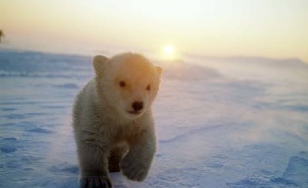 Русия и САЩ заедно спасяват белите мечки