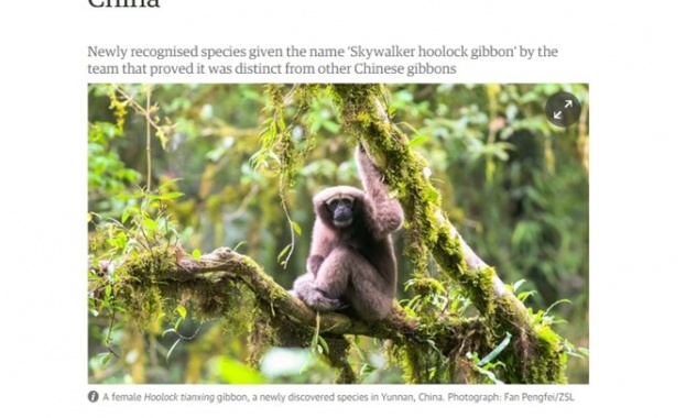 Учени откриха нов вид гибони в Китай  