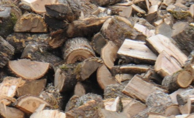 Левче за кубик дърва, засегнати от корояд