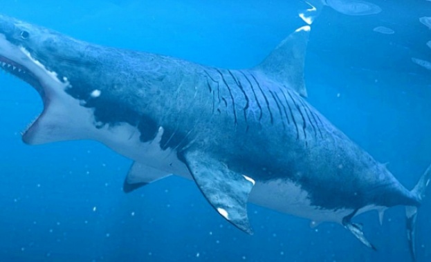 Палеонтолози откриха нова причина за измирането на мегалодоните 