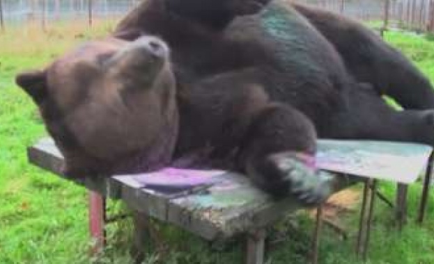 Мечката Джусо със собствена изложба във Финладия, създава картини с тялото и лапите си