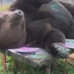 Мечката Джусо със собствена изложба във Финладия, създава картини с тялото и лапите си