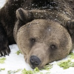 Мечка се "разходи" до мол в румънски град