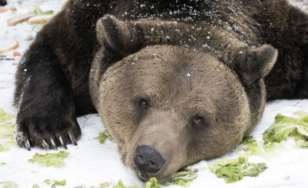 Всички мечки в парка край Белица спят зимен сън – за първи път от създаването на убежището